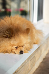 Pomeranian spitz with yellow fur