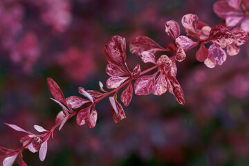 red barberry bush macro shot red leaves on blurry background