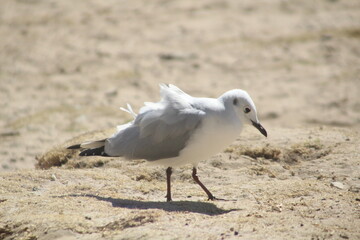 seagull on sand