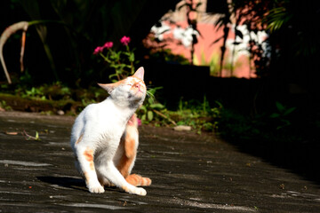 cute domestic cats are orange and white