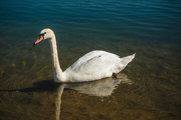 swan floating on the lake