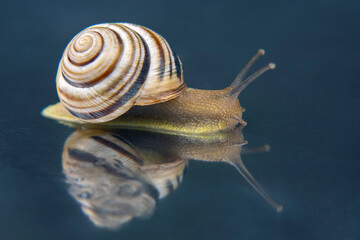 Helix pomatia. grape snail. mollusc and invertebrate. delicacy meat and gourmet food
