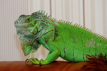 Green iguana as a pet, close-up