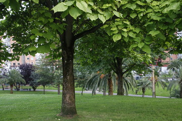 Vegetation in an urban park