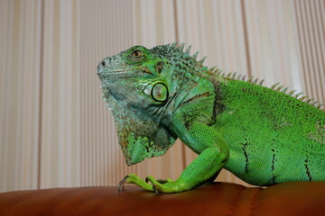 Fototapeta premium Green iguana as a pet, close-up