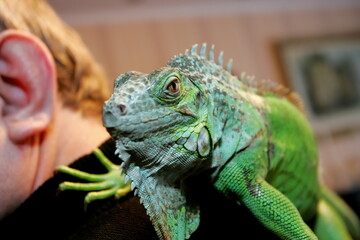 A green iguana sits on a human shoulder, close up. Exotic animal