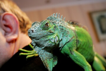 A green iguana sits on a human shoulder, close up. Exotic animal