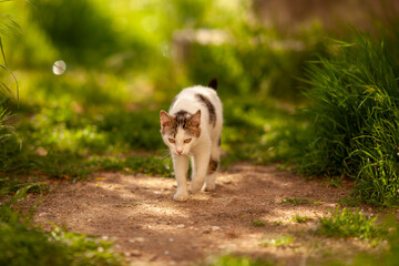 Cute white cat walk in the summer garden among green grass