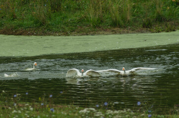 Geese floating in pond in summer