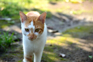 cute domestic cats are orange and white