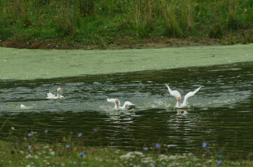 Naklejka na ściany i meble Geese floating in pond in summer