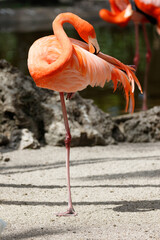 American Flamingo, Everglades National Park, Florida, USA