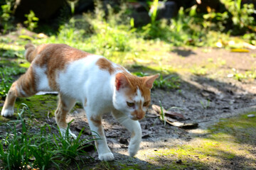 Naklejka na ściany i meble cute domestic cats are orange and white