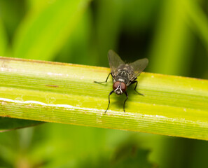 fly on a green leaf