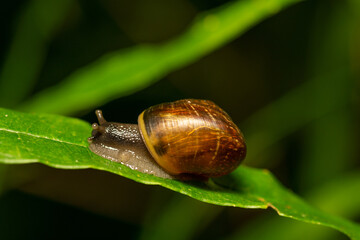 snail on a green leaf