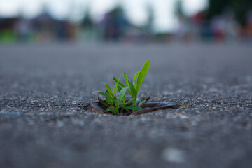 A little plant of grass breaking from the asphalt