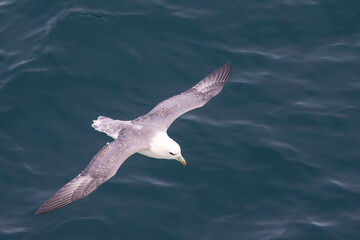 Seagull flying over the surface of the ocean