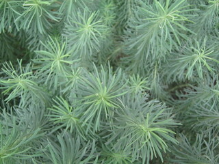 Naklejka na ściany i meble green pine needles