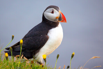 paffin bird on the grass in Iceland