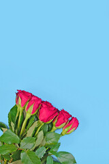 Red rose flower bouquet on blue background with empty copy space above