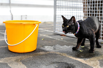 A Black temple cat stood with plastic  yellow bucket at Wat Arun Temple In Bangkok Thailand