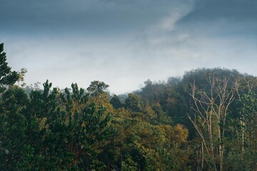 Obraz na płótnie Canvas Treetops of Dense Tropical Rainforest With Morning Fog in Malaysia.