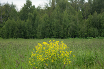 A yellow bush lonely standing in green field