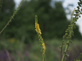 Field with yellow flowers shot with shallow depth of field with the aid of a monocle.