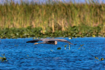 Fototapeta premium Heron flying over the Everglades National Park, Florida, USA