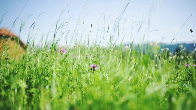 Gr&auml;ser in der Wiese hoch in den Bergen