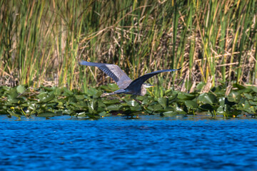 Heron flying over the Everglades National Park, Florida, USA