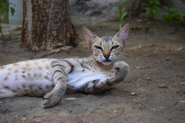 Brown adult mother cat sleeping, kitten lying portrait close up domestic animal, pet mammal young wallpaper background