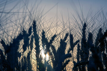 Fototapeta premium Silhouette of growing wheat close-up on the background of a sunny sunset. Agronomy and agriculture. Food industry.