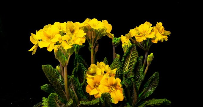 Yellow primrose flowers on a black background, time lapse, 4k