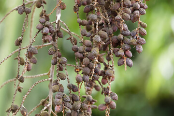 Dried palm tree fruit, hanging shrivelled bunch of tropical berries