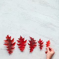 Hand holding oak leaf. Size progression, flat lay on white textured background. Square composition, place for text.