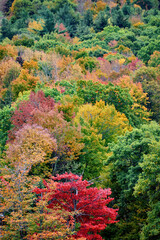 Forest in autumn in Massachusetts, USA