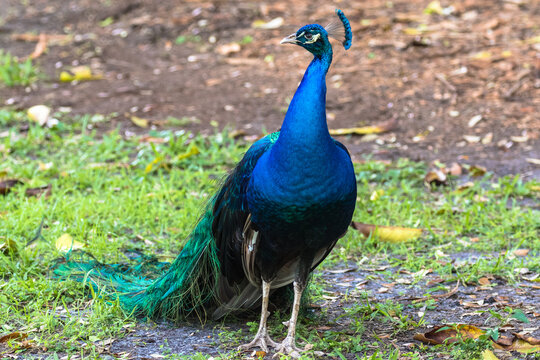 The blue and green colours of the male Peacock