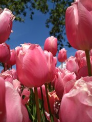 pink tulips in the garden