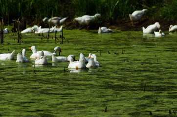 Geese floating in pond in summer