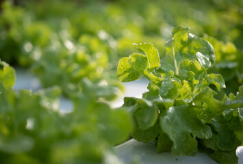 Green Oak Lettuce in the crop growing.