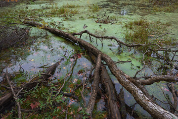 Swamp in Massachusetts, USA