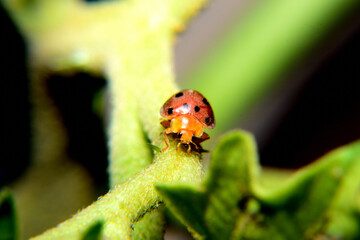 The Ladybug and a leaf 