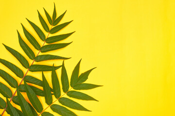 Fototapeta na wymiar minimalism green leaves on a yellow background , copyspace, flatley