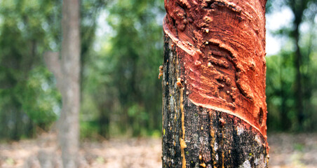 rubber water form rubber tree in harvest season