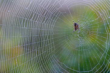 Spider, spider web, close up, macro photography, water drops, dew. Shallow depth of field and soft...