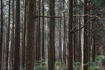 Obraz premium Many trees of forest