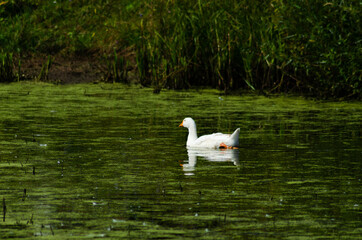 goose floating in pond in summer