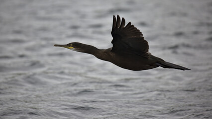 European Shag