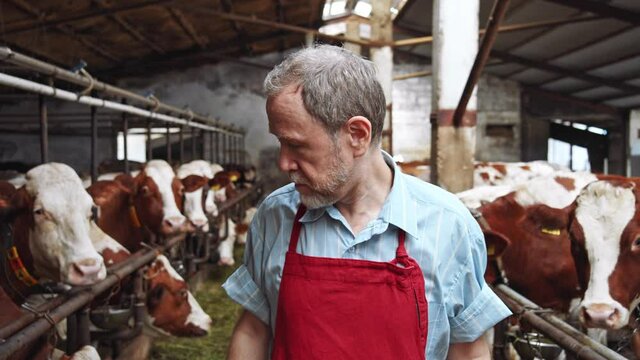 Adult farmer checking cows food in cowshed barn on milky farm. Brown cow eating grass on background. Bearded male worker man satisfied with work. Dairy farming business insurance. Husbandry. 4K
